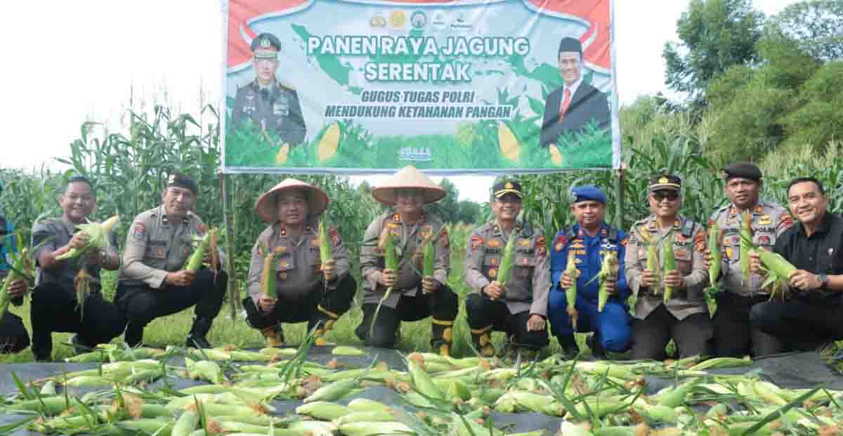 Dukung Ketahanan Pangan Nasional, Polres Meranti Panen 400 Kg Jagung